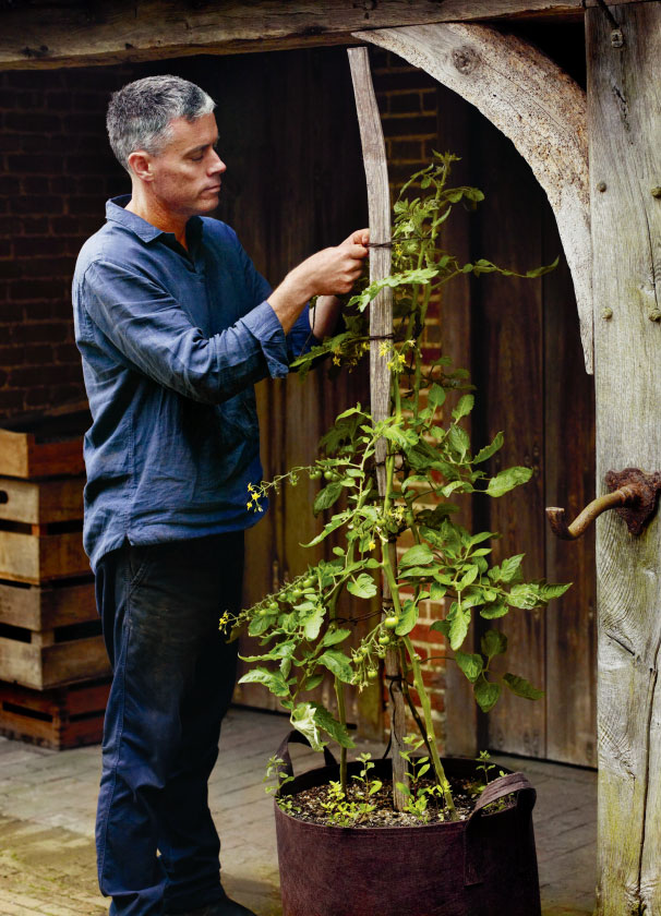 Bertelesen tends to his tomato plants at Great Dixter