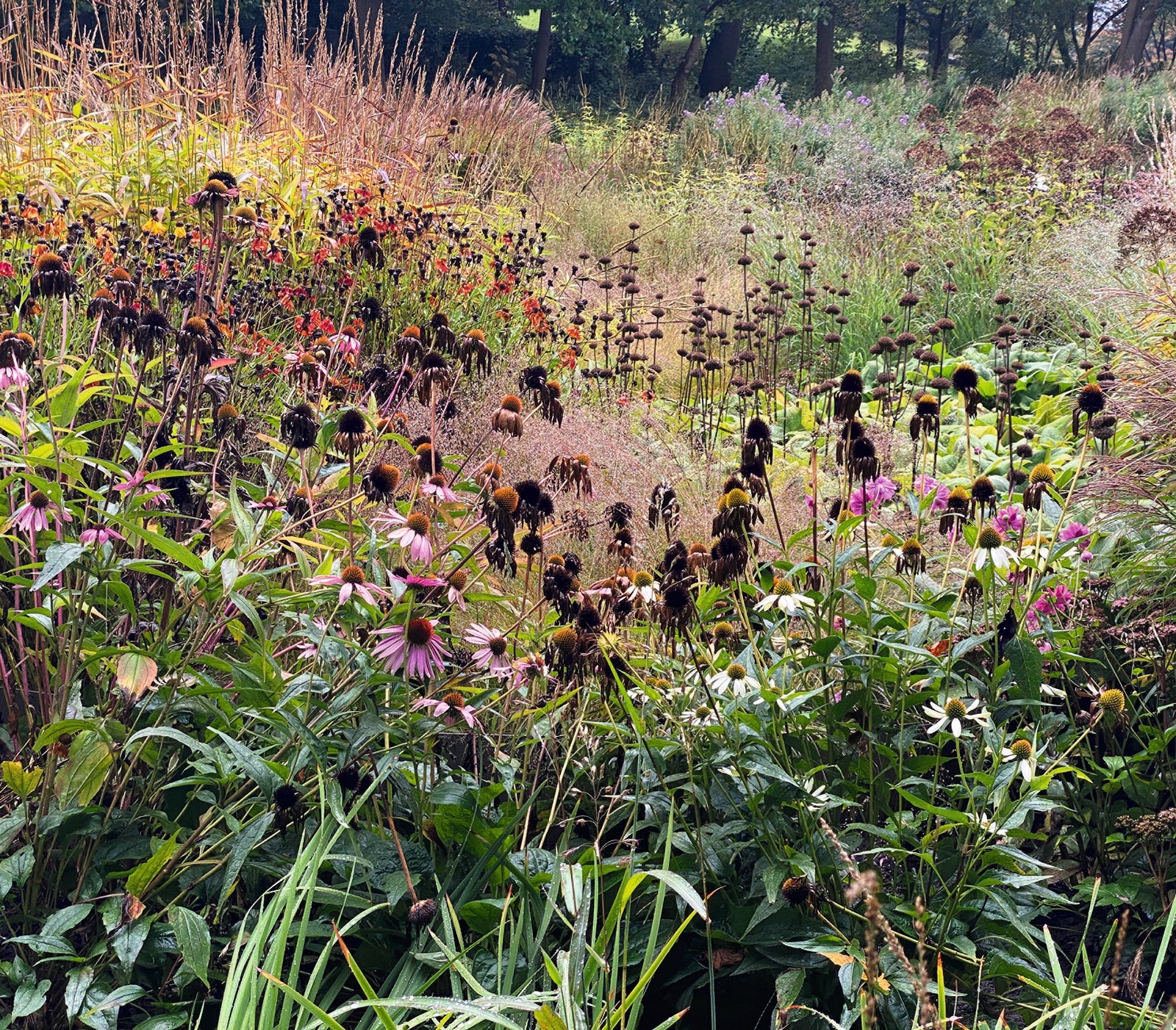 Maximilian Park, Hamm, Germany, 2011 (original plantings) - 2018 (long border added). Picture credit: courtesy and © Piet Oudolf