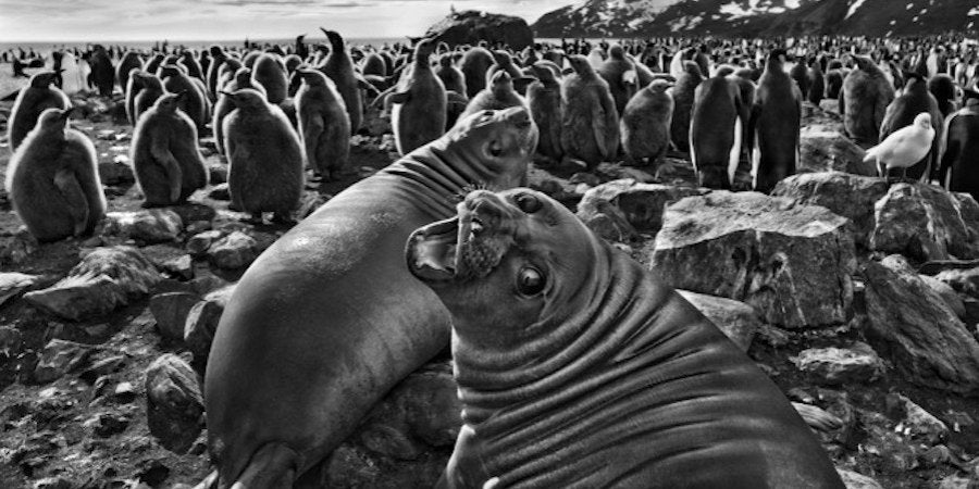 sebastiao salgado genesis black and white photograph landscape nature wildlife environmental photography