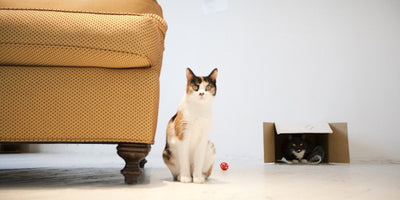 history of animals in art illustration featuring various animal sketches and paintings