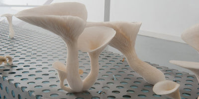 Artissima 2015 art exhibition celebrating Turin's aristocratic traditions with elegant event setting and attendees