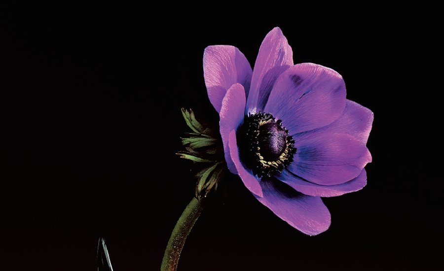 10 Vibrant Flowers That Show Mapplethorpe's Mastery of Color – Phaidon