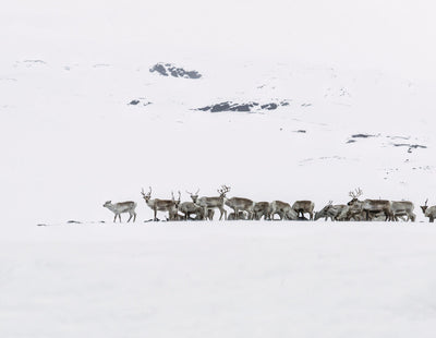 360 degree view of a reindeer standing in a snowy landscape with clear blue sky background