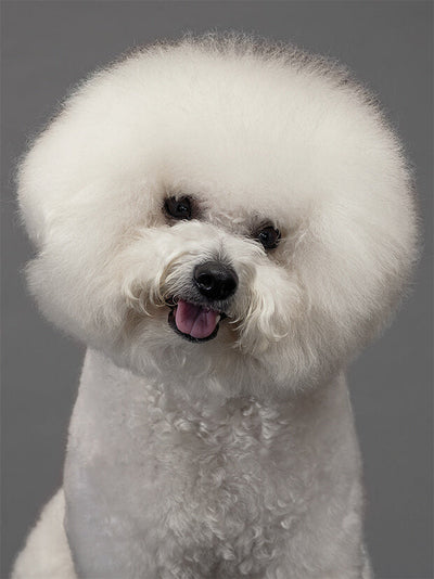 fluffy dog evolution illustration showing stages of growth from puppy to adult dog