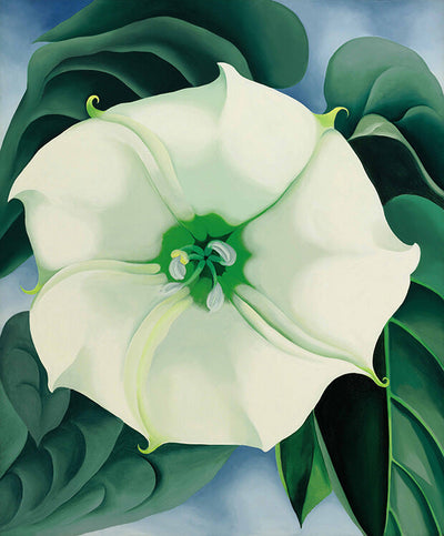 white jimsonweed flower close-up with green leaves background