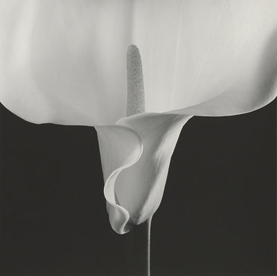 black and white close-up photograph of a lily flower by Robert Mapplethorpe