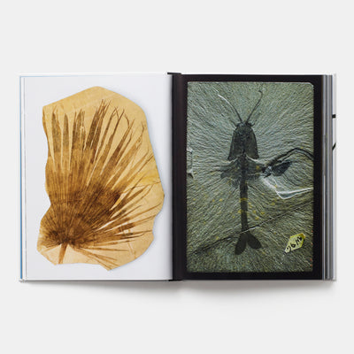 Evolution: A Visual Record