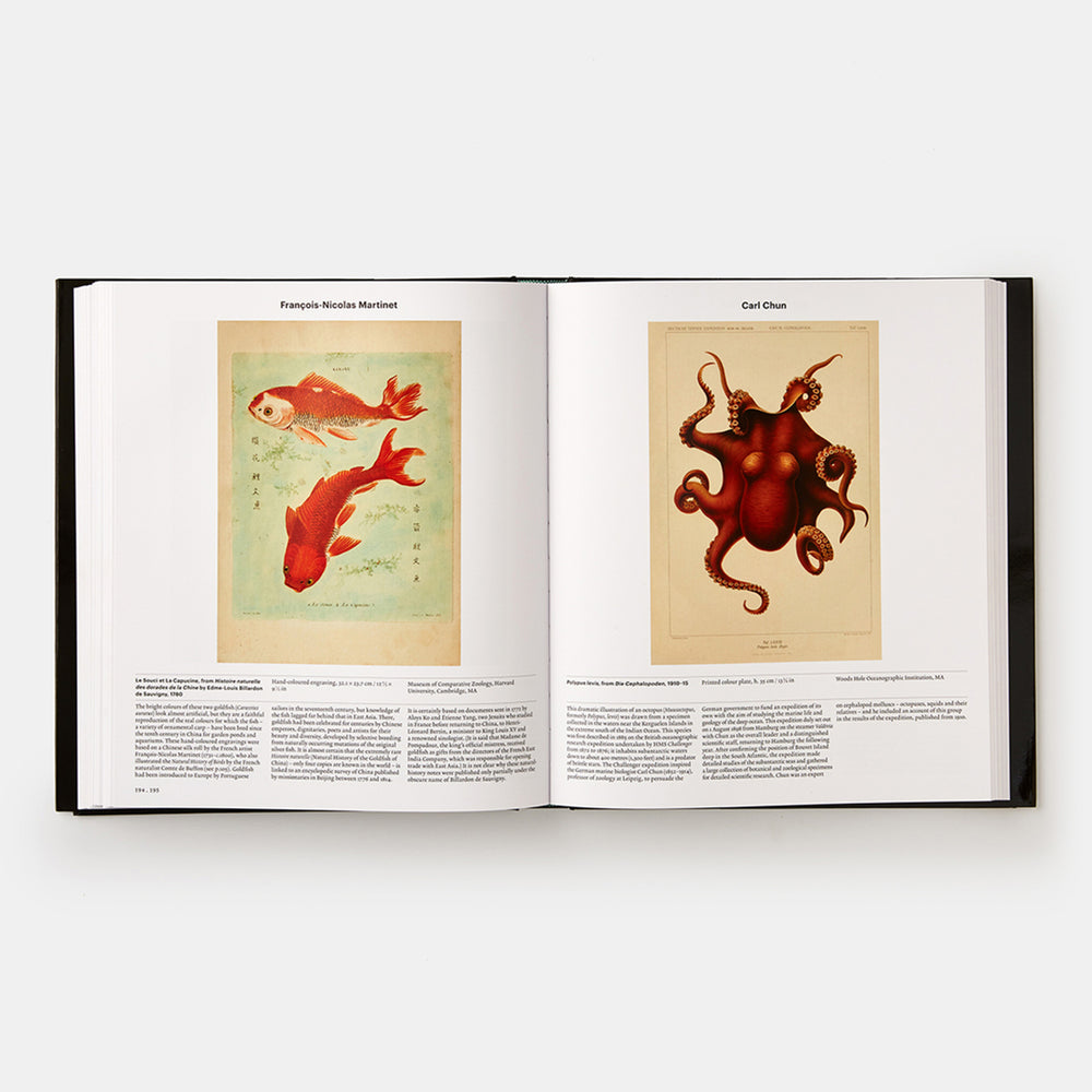 Animal: Exploring the Zoological World