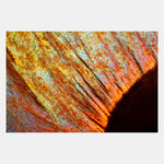 Food & Drink: Modernist Cuisine Photography