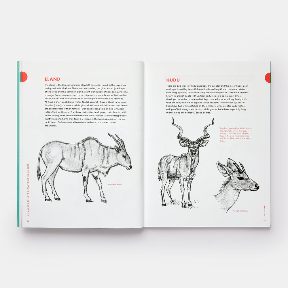 Artist's Guide to Drawing World Wildlife: Essential Step-by-Step Lessons for Beginners
