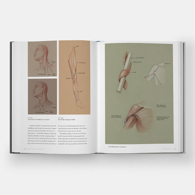 Basic Human Anatomy: An Essential Visual Guide for Artists