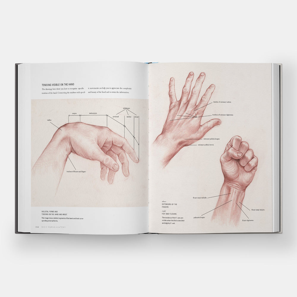 Basic Human Anatomy: An Essential Visual Guide for Artists
