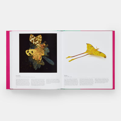 Butterfly: Exploring the World of Lepidoptera