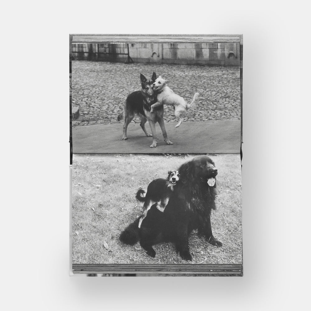 DogDogs