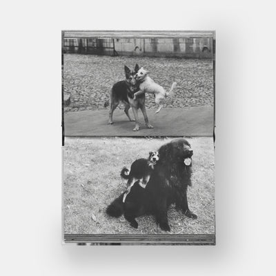 DogDogs