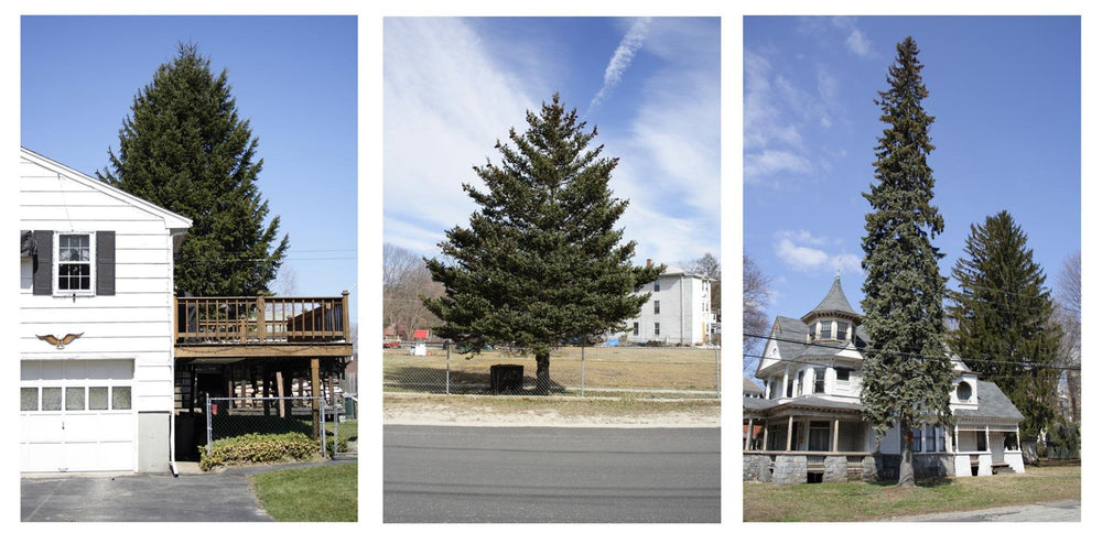 Untitled (from Every Tree in Town), Set of 3