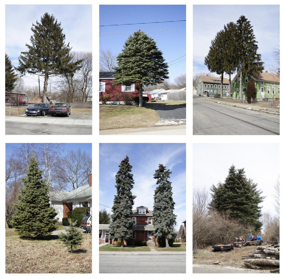 Untitled (from Every Tree in Town), Set of 6