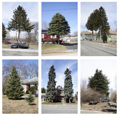 Untitled (from Every Tree in Town), Set of 6