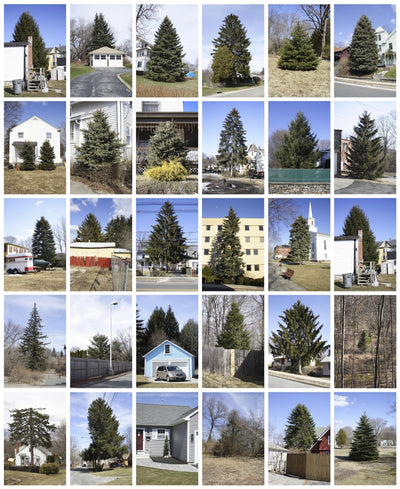 Untitled (from Every Tree in Town), Set of 30