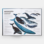 Mysteries of Marine Mammals: An Illustrated Guide to Whales, Dolphins, and Porpoises
