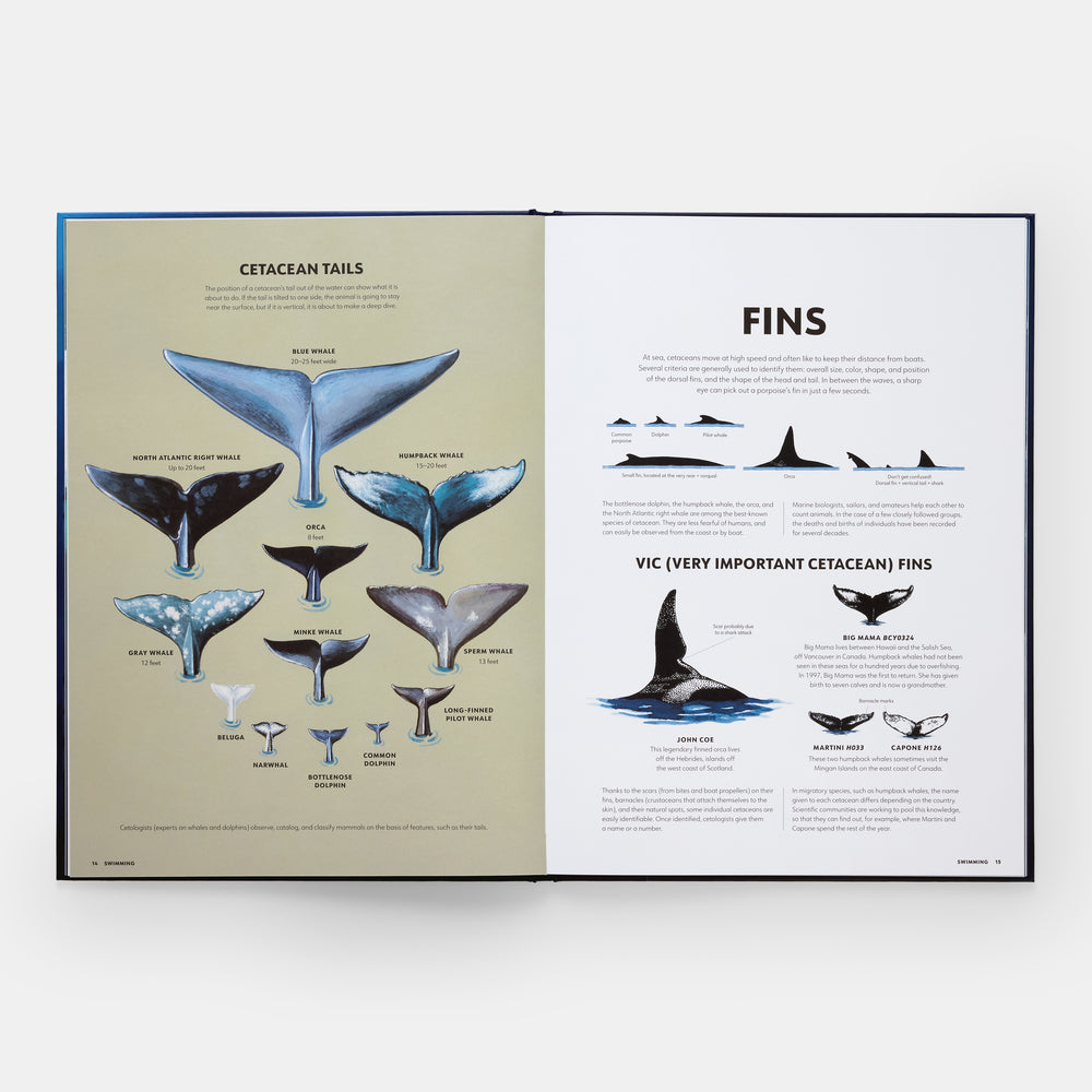 Mysteries of Marine Mammals: An Illustrated Guide to Whales, Dolphins, and Porpoises