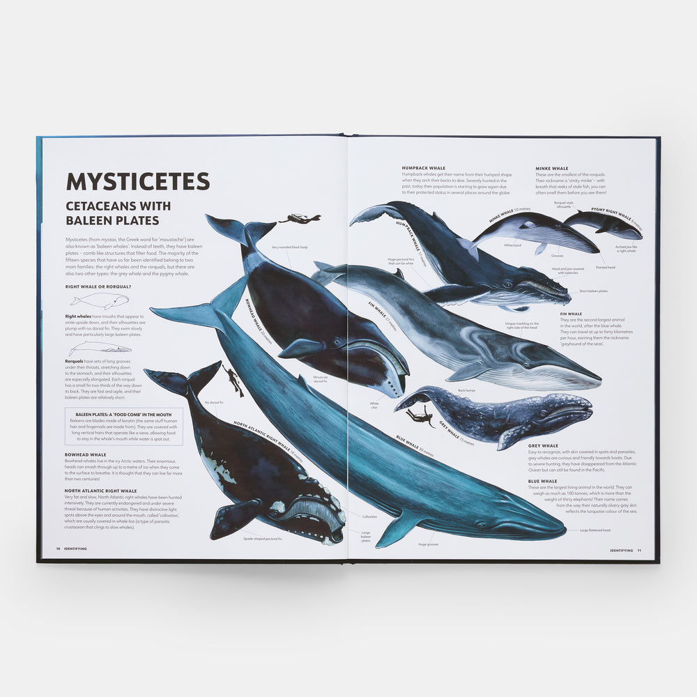 Mysteries of Marine Mammals: An Illustrated Guide to Whales, Dolphins, and Porpoises