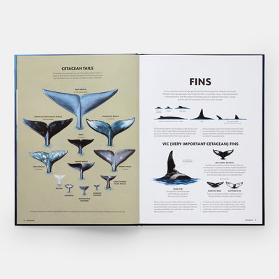 Mysteries of Marine Mammals: An Illustrated Guide to Whales, Dolphins, and Porpoises