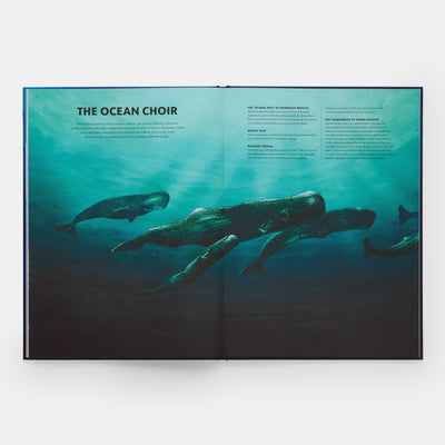 Mysteries of Marine Mammals: An Illustrated Guide to Whales, Dolphins, and Porpoises