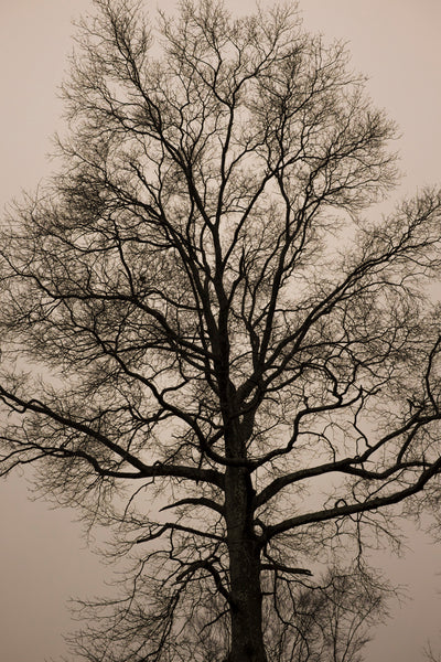 Magical Tree