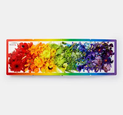 Rainbows in Bloom: Discovering Colours with Flowers