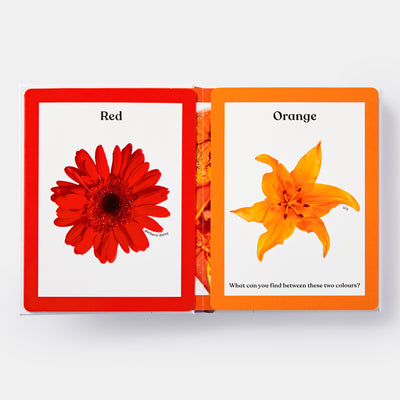 Rainbows in Bloom: Discovering Colours with Flowers