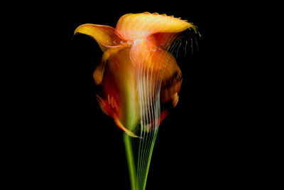 Derwish Flowers: Violin (Large)