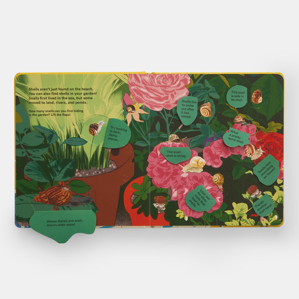 Shells... and what they hide inside: A Lift-the-Flap Adventure