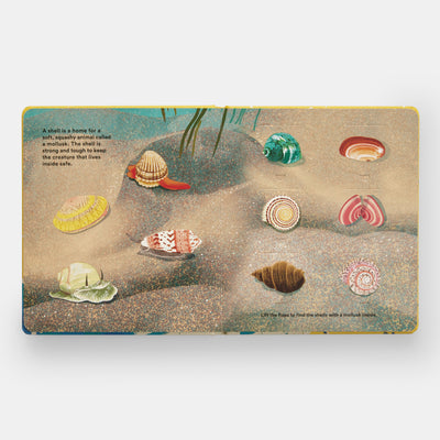 Shells... and what they hide inside: A Lift-the-Flap Adventure