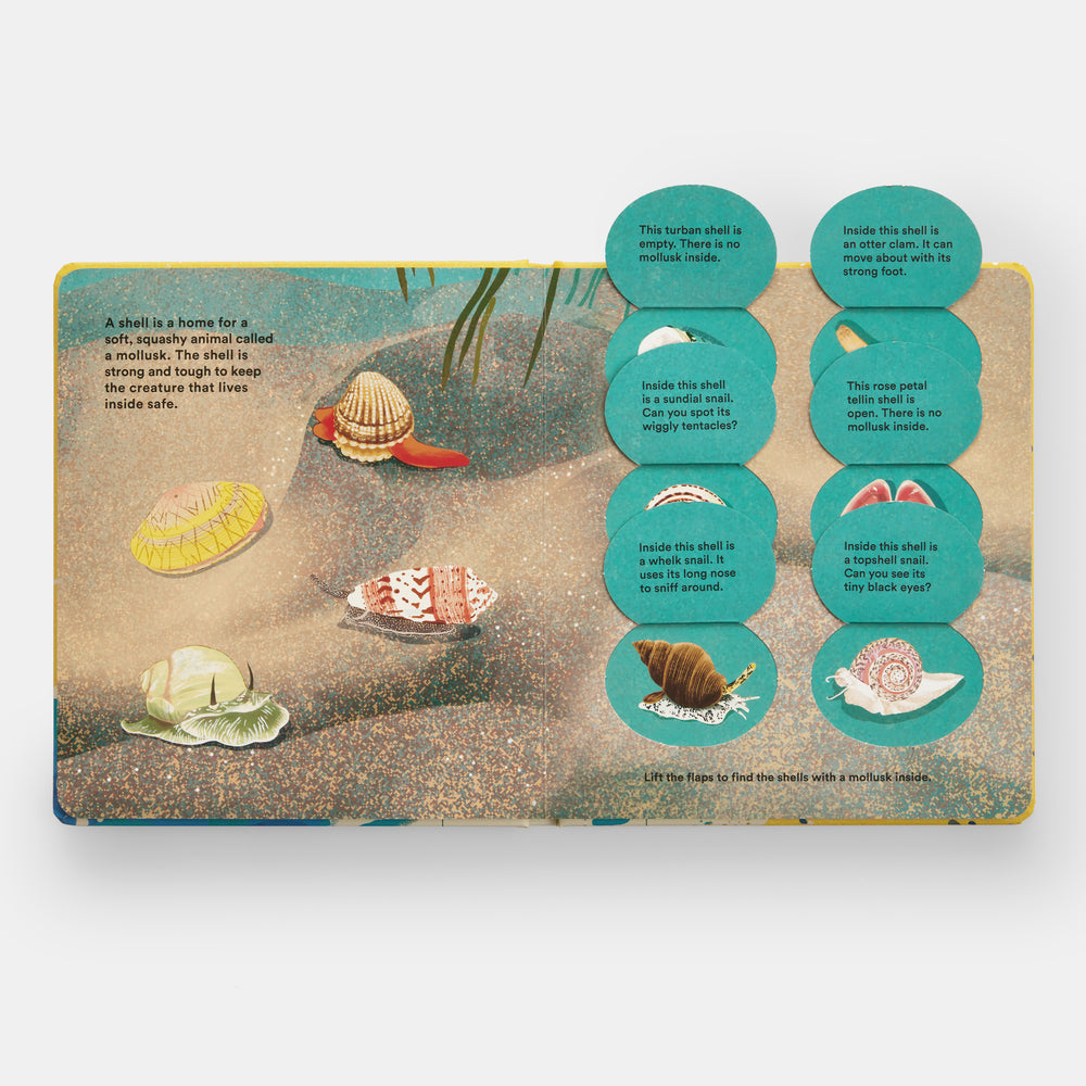 Shells... and what they hide inside: A Lift-the-Flap Adventure