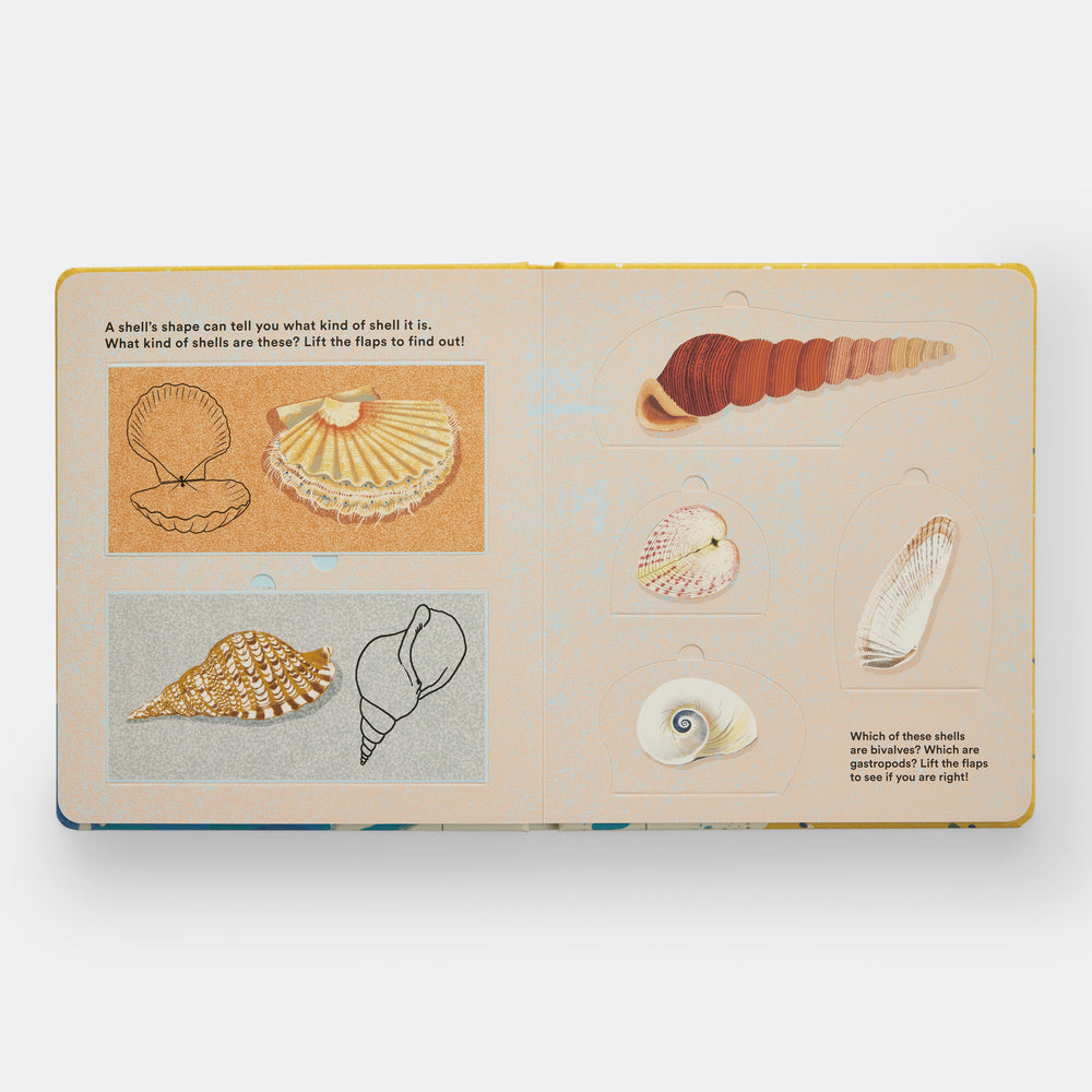 Shells... and what they hide inside: A Lift-the-Flap Adventure