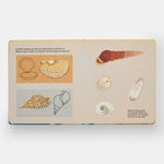 Shells... and what they hide inside: A Lift-the-Flap Adventure