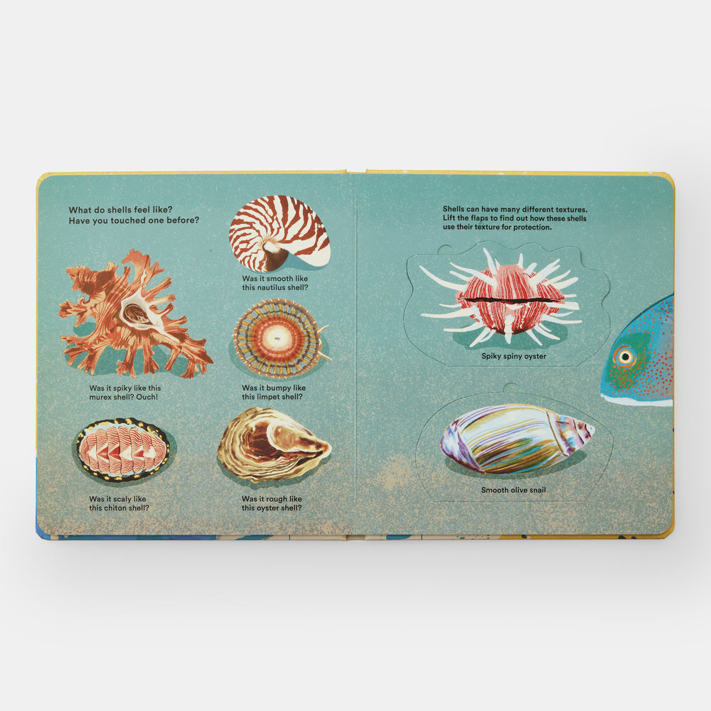 Shells... and what they hide inside: A Lift-the-Flap Adventure