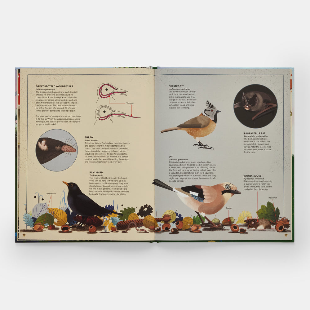 The Tomorrow Tree: How Nature Creates New Life From Old