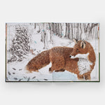 The Tomorrow Tree: How Nature Creates New Life From Old