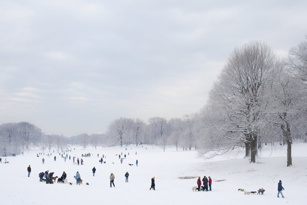 Prospect Park 02.11.2010