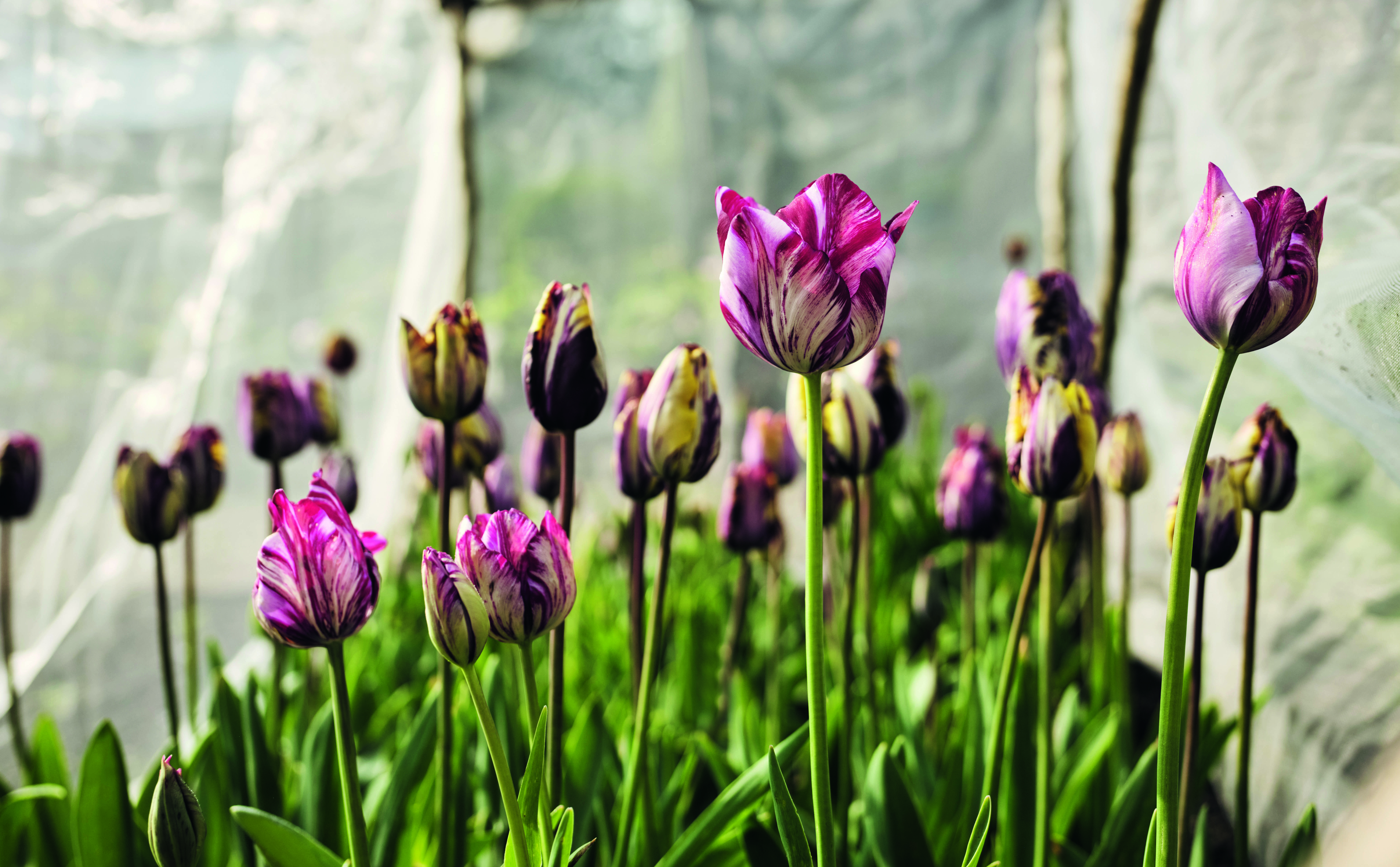The Tulip Garden author Polly Nicholson interview rough