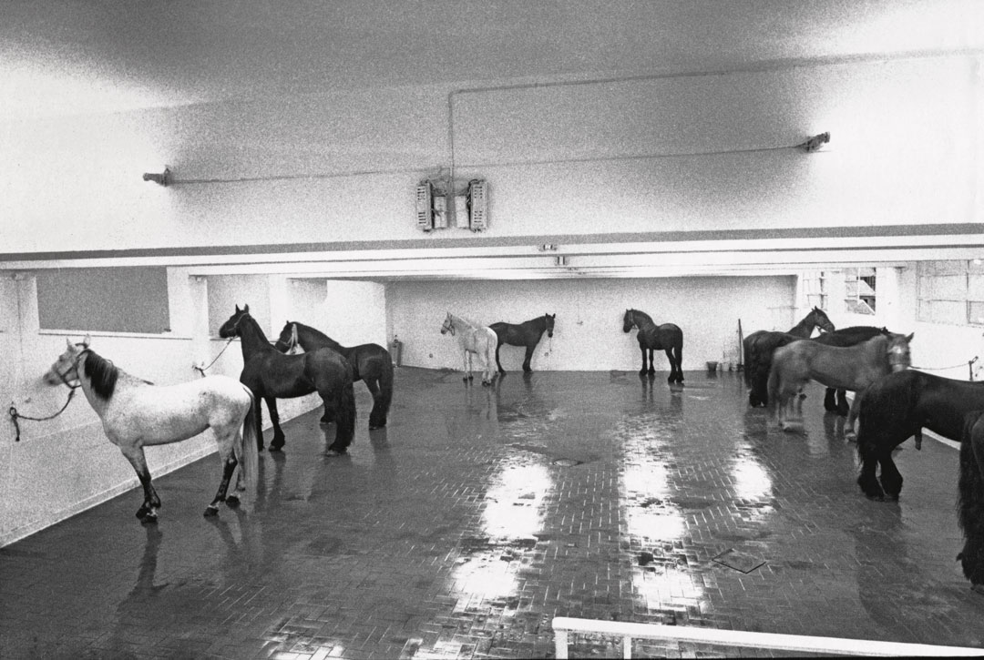 Jannis Kounellis, Untitled (Cavalli), 1967, 12 horses, installation view at Galleria L’attico, Rome, 1969. Artwork © Jannis Kounellis 