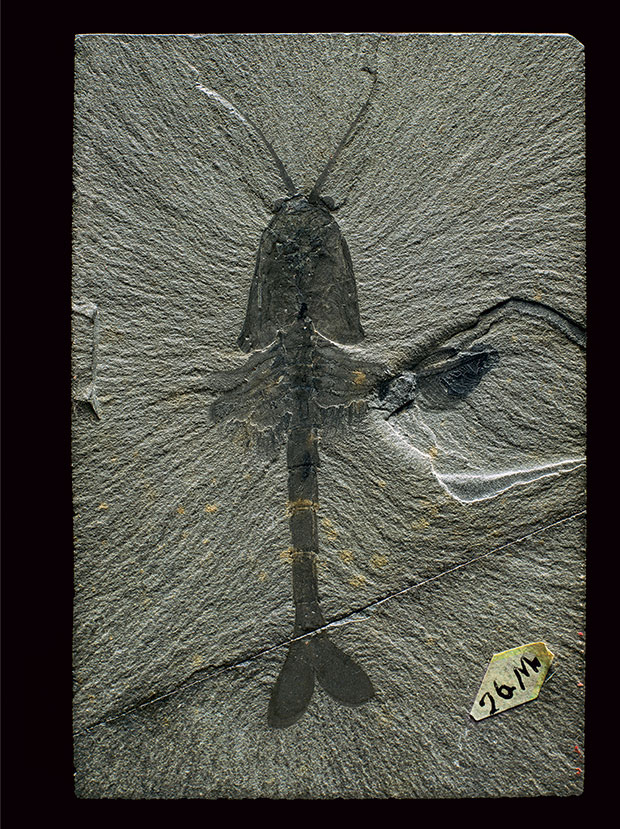 Waptia fieldensis, from the Burgess Shale fossil beds of British Columbia by Robert Clark. © Robert Clark. From Evolution: A Visual Record