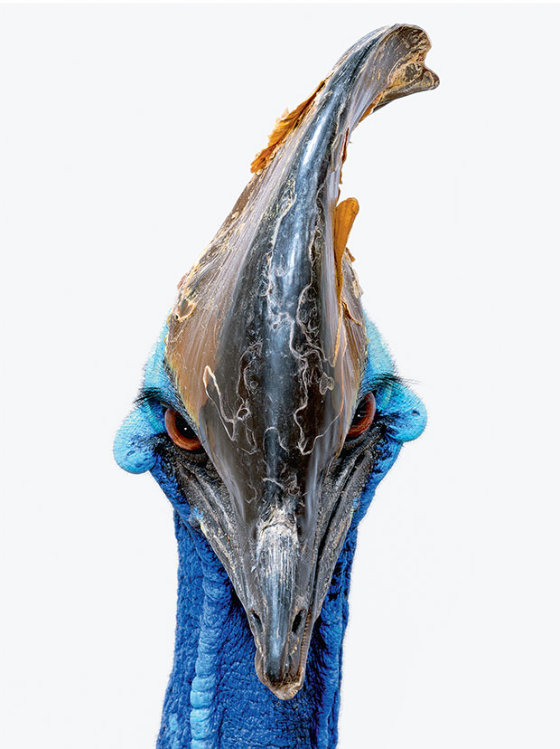 Southern cassowary (Casuarius casuarius)  by Robert Clark. © Robert Clark. From Evolution: A Visual Record