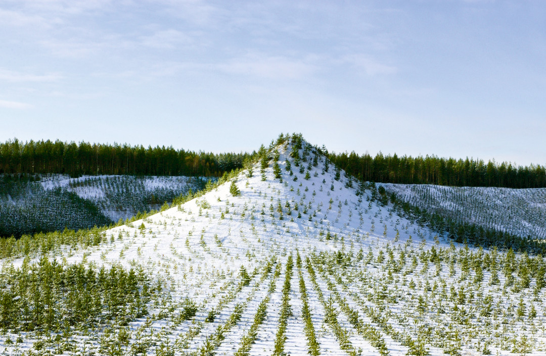 Tree Mountain – a Living Time Capsule – 11,000- Trees, 11,00 People, 400 Years, 1992-6, Pinsiönkankaantie, Finland, by Agnes Denes