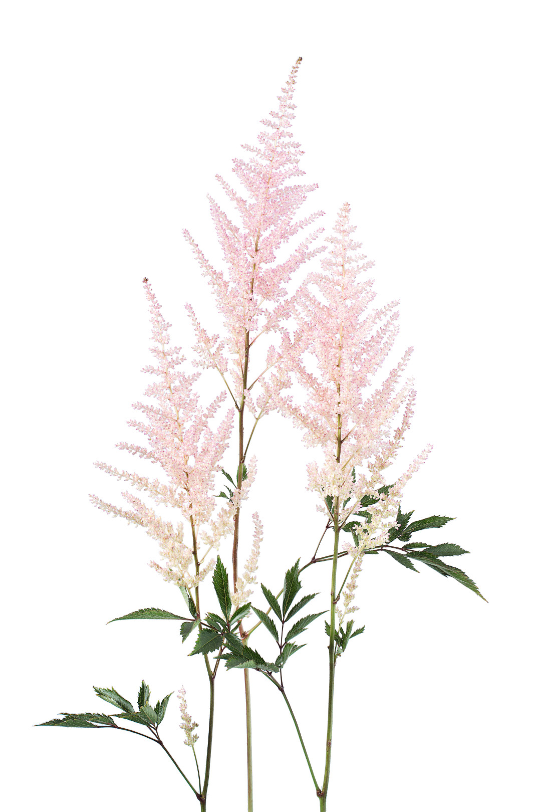 Astilbe from The Flower Colour Guide