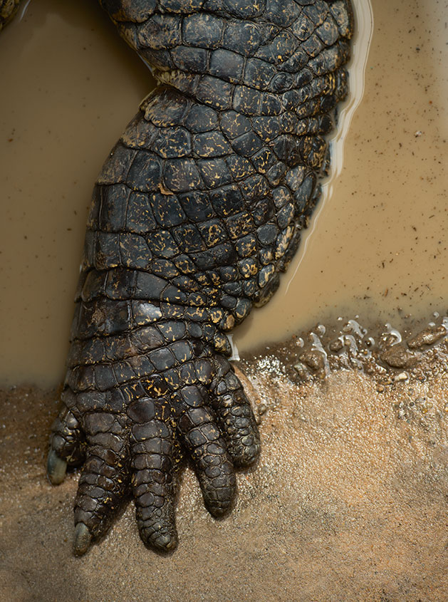 The five toed foot of a salt water crocodile as pictured in Evolution: A Visual Record