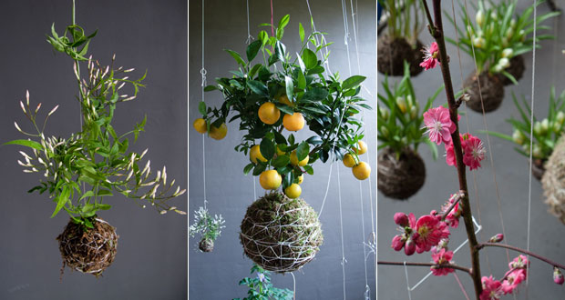 Create An Oasis Of Hanging Plants In Your Home With String