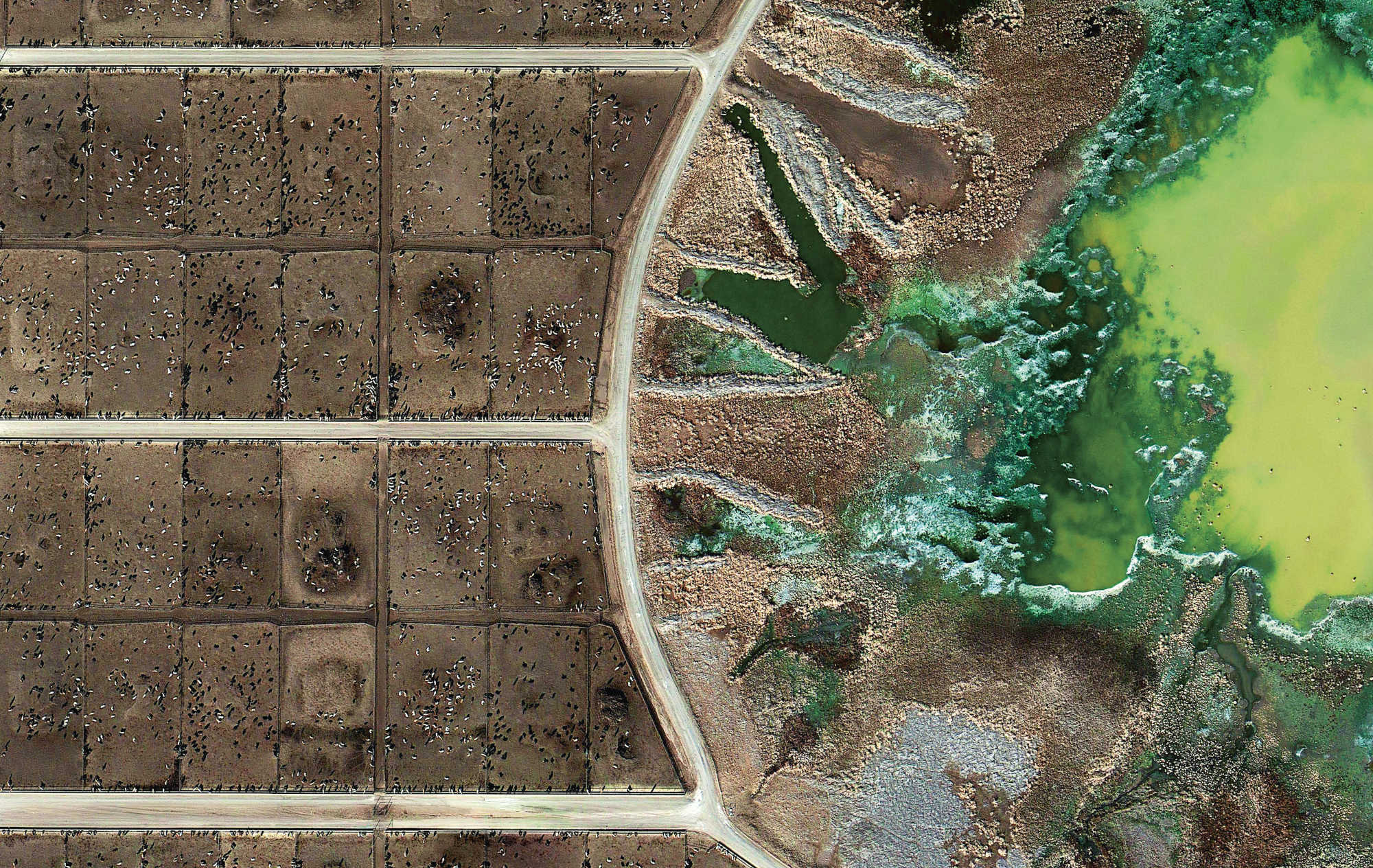 Feedlots, Mishka Henner, 2012–13. Tascosa Feedyard, Bushland, Texas (detail), 2012. Feedlots are cesspools ofraw animal waste being treated by highly polluting chemicals.
